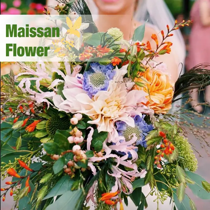 Maissan Flower